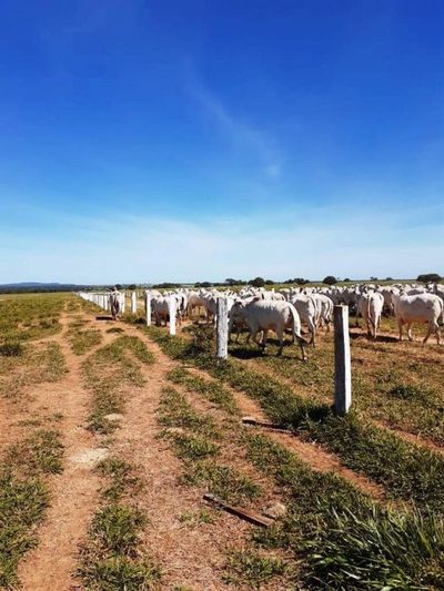 Fazenda, 5170 m² - Foto 1