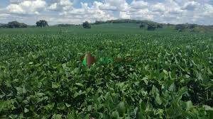Terreno, 2 hectares - Foto 3
