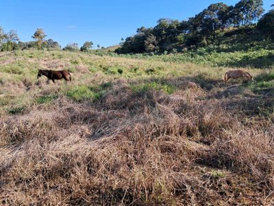 Terreno, 4 hectares - Foto 1