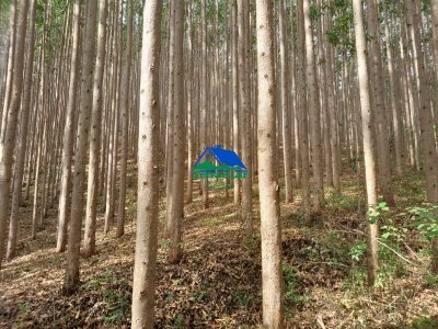 Terreno, 75 hectares - Foto 4