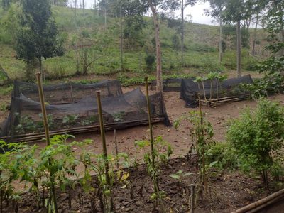 Chácara, 3 quartos, 100 m² - Foto 2