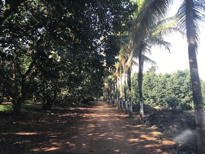 Terreno, 25 hectares - Foto 2