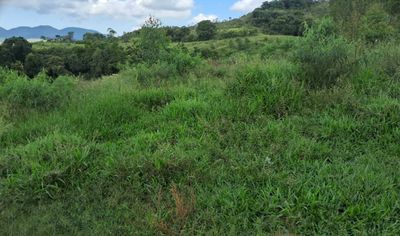 Fazenda, 179 hectares - Foto 4