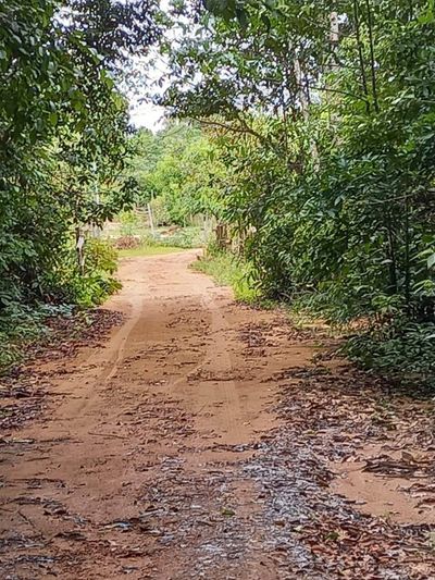 Terreno, 24 hectares - Foto 3