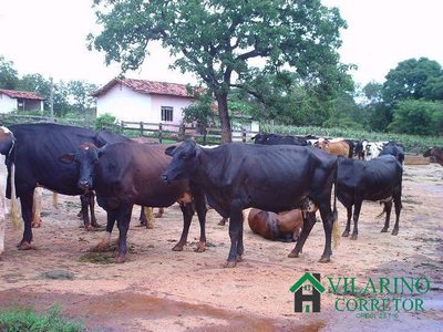 Fazenda, 24 hectares - Foto 4