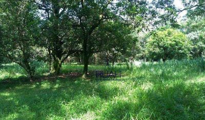 Terreno, 2 hectares - Foto 4
