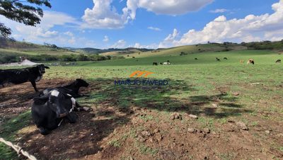 Sítio, 53 hectares - Foto 1