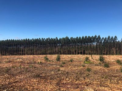 Fazenda, 1636 hectares - Foto 5