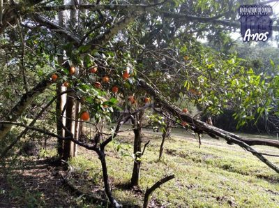Terreno, 2500 m² - Foto 4