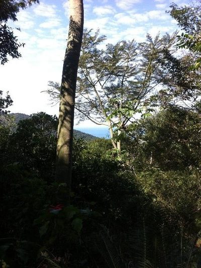 Terreno, 2 hectares - Foto 4