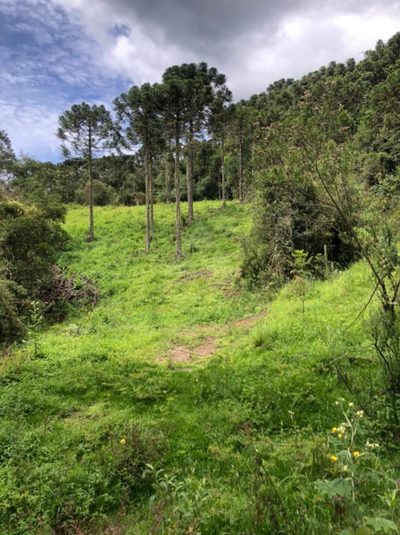 Terreno, 3 hectares - Foto 4
