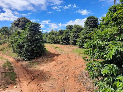Chácara, 1 quarto, 48 hectares - Foto 1