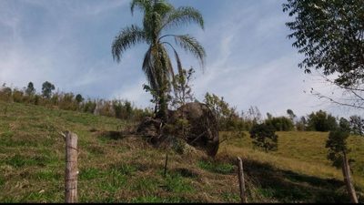 Terreno, 2 hectares - Foto 4