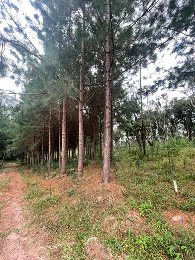 Terreno, 3 hectares - Foto 3