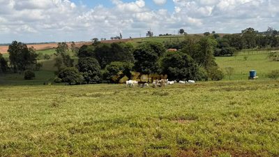 Sítio, 8 hectares - Foto 4