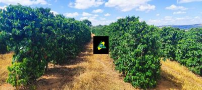 Fazenda, 256 hectares - Foto 4