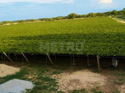 Fazenda - Foto 2