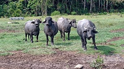 Fazenda, 240 m² - Foto 1