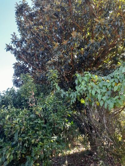 Terreno, 9 hectares - Foto 5