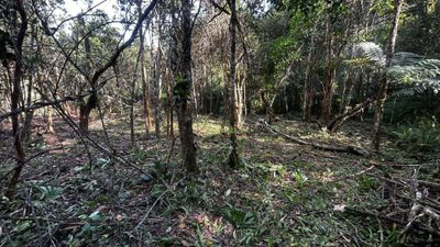 Terreno, 5000 m² - Foto 5