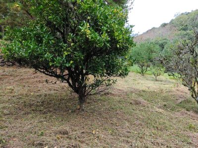Sítio, 4 hectares - Foto 4