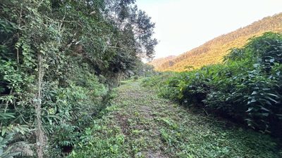 Terreno, 4 hectares - Foto 2