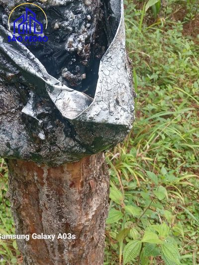 Terreno - Foto 5