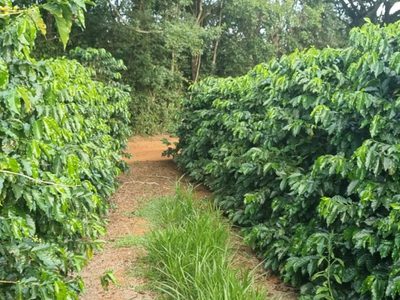 Fazenda, 1 quarto - Foto 4