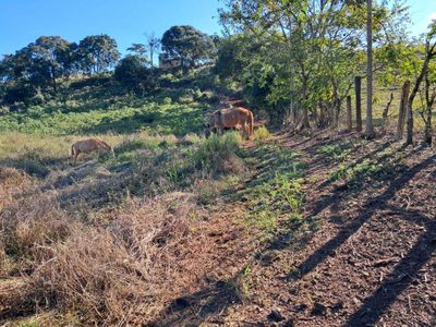 Terreno, 4 hectares - Foto 2