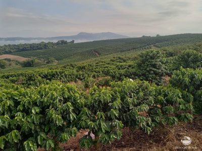 Fazenda, 99 hectares - Foto 5