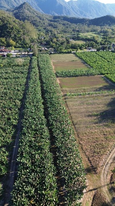 Terreno, 3 hectares - Foto 4