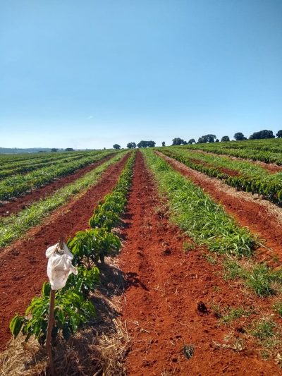Chácara, 1 quarto - Foto 4