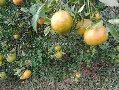 Chácara, 4 quartos, 3000 m² - Foto 5