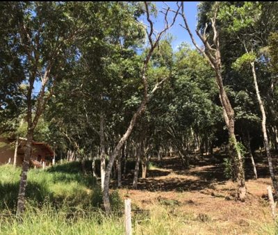 Terreno, 1500 m² - Foto 4