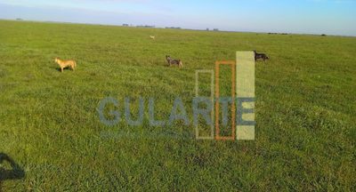 Fazenda, 545 hectares - Foto 3