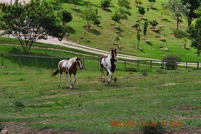 Sítio, 5 quartos, 3 hectares - Foto 3