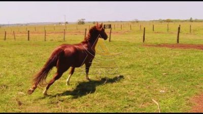 Fazenda, 5 hectares - Foto 3