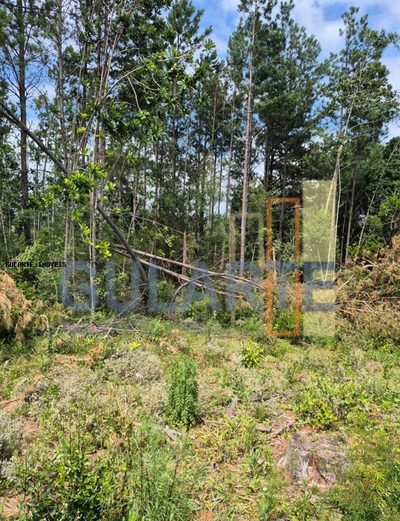 Terreno, 20 hectares - Foto 3