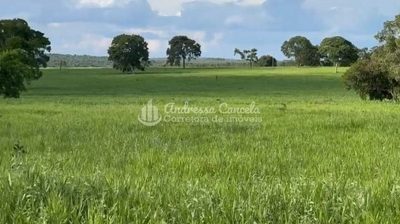 Fazenda, 826 hectares - Foto 1