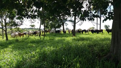 Fazenda, 4250 m² - Foto 2