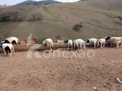 Fazenda, 203 hectares - Foto 3