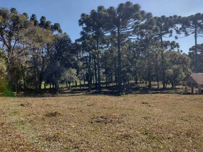 Chácara, 10 hectares - Foto 4