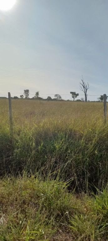 Fazenda, 213 hectares - Foto 5