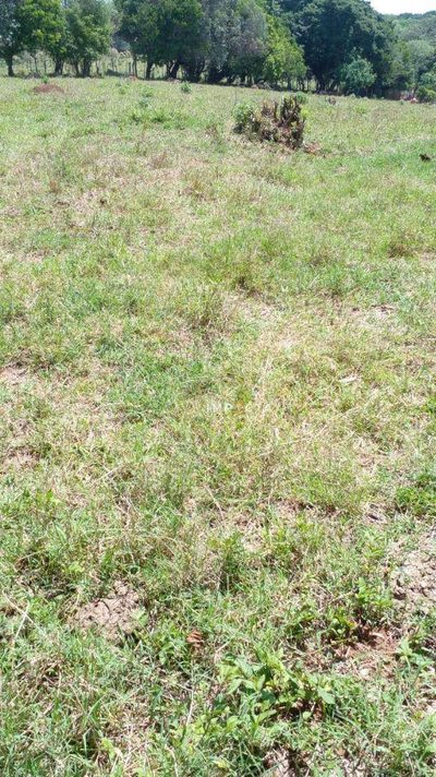 Loteamento e Condomínio, 3000 m² - Foto 5