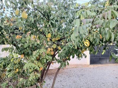 Chácara, 3 quartos, 1000 m² - Foto 3