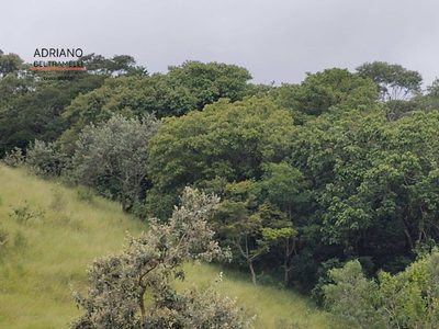 Terreno, 4 hectares - Foto 4