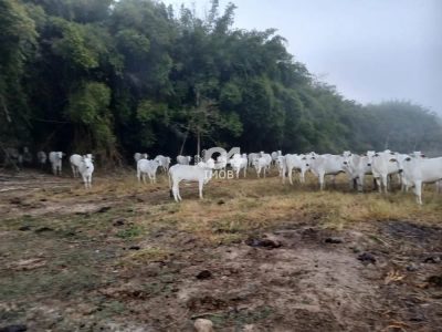 Fazenda, 1 quarto - Foto 2