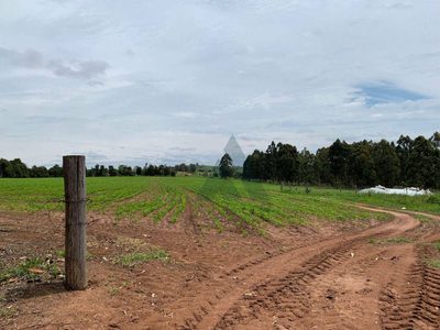 Sítio, 24 hectares - Foto 2