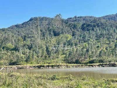 Fazenda, 98 hectares - Foto 4