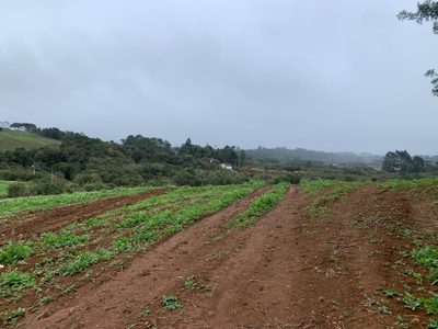 Terreno, 10 hectares - Foto 4